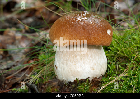 Funghi porcini, Porcino (Boletus edulis). Corpo fruttifero sul suolo della foresta. Foto Stock