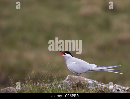 Arctic tern chiamando da su una roccia in una brughiera sfondo Foto Stock