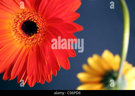 Due gerber daisy Fiori in rosso e giallo Foto Stock