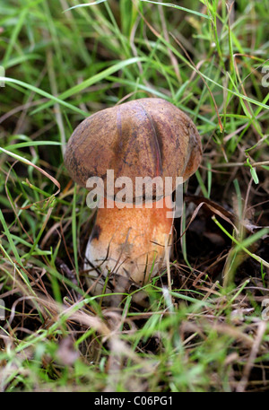 Stelo punteggiata Bolete, Boletus luridiformis (Syn. B. erythropus), Boletaceae. Berkhamsted, Hertfordshire. Aka Scarletina Bolete. Foto Stock