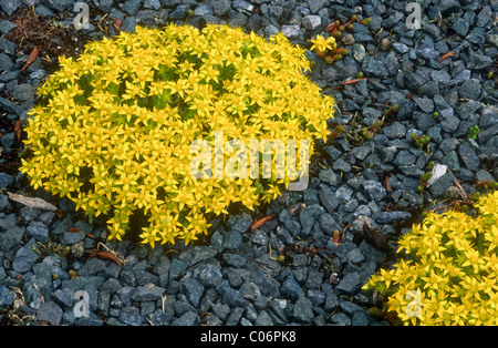 Mordere Stonecrop, Sedum acre, Leicestershire, Inghilterra Foto Stock