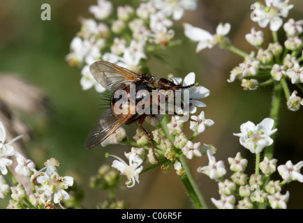 Tachinid Fly, Tachina fera, Tachininae, Tachinidae, Diptera Aka pidocchio Fly, febbre Fly, Tachnid volare su Umbellifer. Fly parassita.