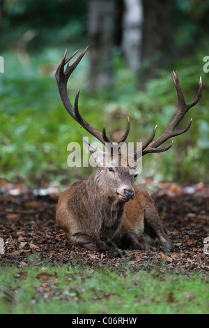 Red Deer stag in appoggio prima di un solco Foto Stock