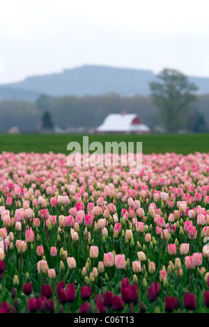 Visualizza giardino di primavera-fioritura tulip lampadine di Skagit Valley, Washington, Stati Uniti d'America. Foto Stock