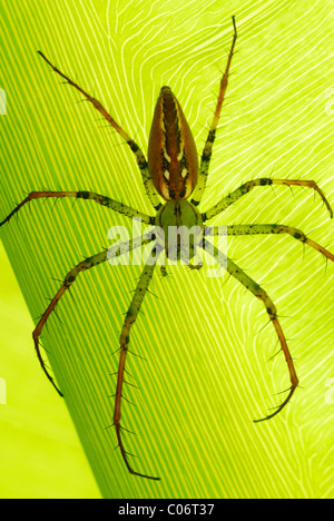 Madagascar Lynx Spider (Peucetia madagascariensis) in appoggio su una foglia in Madagascar centrale Foto Stock