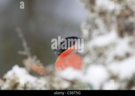 Bullfinch; Pyrrhula pyrrhula; maschio nella neve; Norvegia Foto Stock