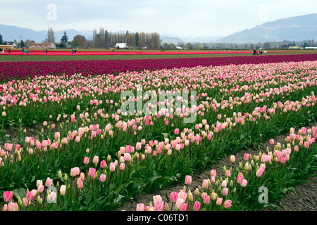 Visualizza giardino di primavera-fioritura tulip lampadine di Skagit Valley, Washington, Stati Uniti d'America. Foto Stock