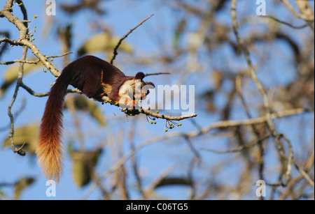 Un gigante di Malabar scoiattolo alimentazione su un albero di fico in Bhadra Riserva della Tigre, India Foto Stock