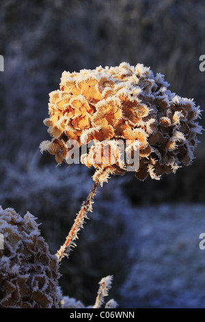 Testa di seme di Hydrangea ricoperto di fiori in trasformata per forte gradiente frost. Foto Stock