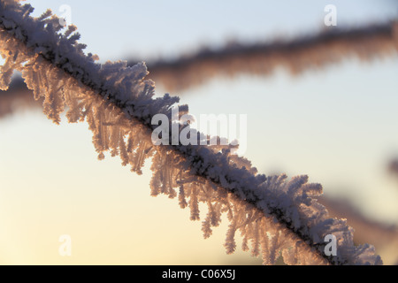 I cristalli di ghiaccio si accumulano sui ramoscelli dopo diversi giorni consecutivi di trasformata per forte gradiente gelo durante l'inverno del 2010/2011. Foto Stock