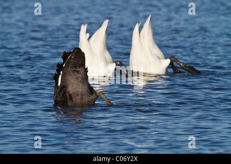 Due adulti Whooper cigni (Cygnus cygnus) e un Black Swan (Cygnus atratus) up-ending, Welney, Norfolk, Inghilterra Foto Stock
