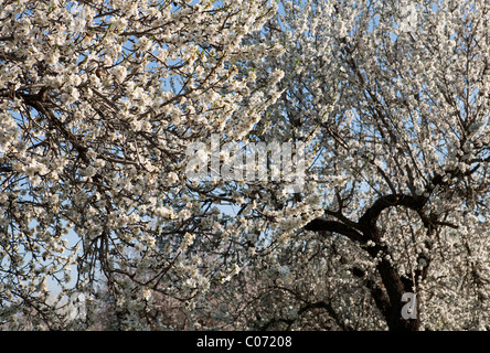 Mandorlo fiori fioritura in primavera Maiorca Baleari Spagna Europa Foto Stock