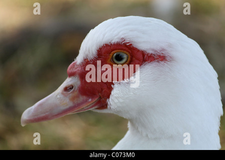 Close up di anatra muta con piume e dettagli degli occhi Foto Stock