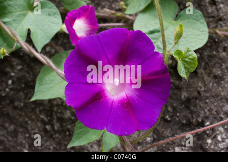 Foto di una gloria di mattina (Ipomoea violacea) in Messico Foto Stock