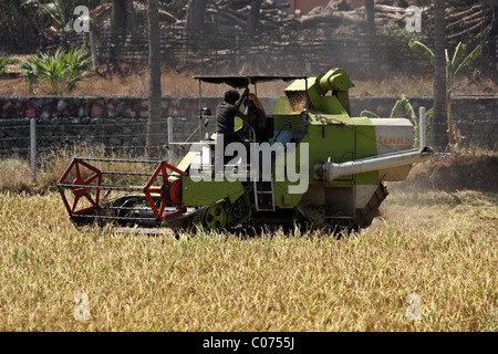 Lavoratore la mietitura del riso in risaia dal timone di potenza in Kerala, India, Asia Foto Stock