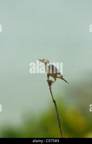 Una femmina di sunbird nel sud Uganda Foto Stock