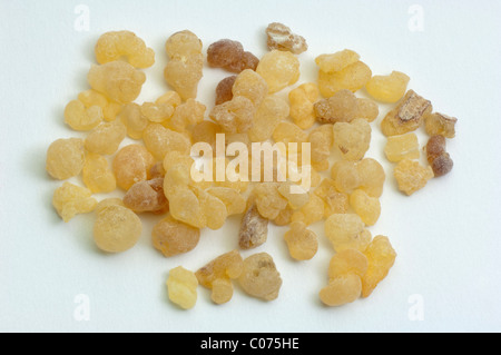 Arabian incenso, Olibanus Tree, lentisco (Boswellia sacra, Boswellia carteri), SAP essiccate, resina. Foto Stock