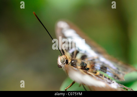 Blu scuro Tiger butterfly Tirumala septentrionis farfalle tropicali fauna insetti natura kuala Lumpur KL park malaysia Foto Stock