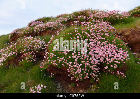 Marsh Daisy (Armeria maritima), County Clare, Irlanda, Europa Foto Stock