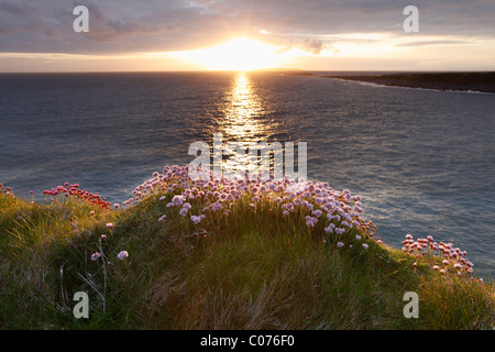 Marsh Daisy (Armeria maritima), costa a Doolin, County Clare, Irlanda, Europa Foto Stock