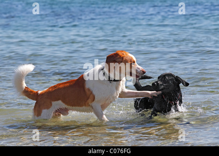 Due cani maschio (Canis lupus familiaris) giocando in acqua sulla spiaggia Foto Stock