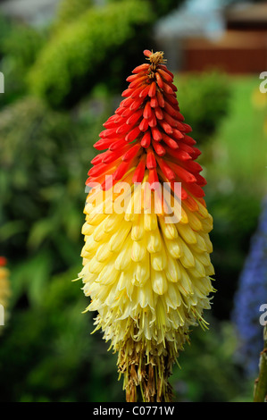 Tritoma, Red Hot poker, torcia lily, Poker impianto (Kniphofia), California, USA, America del Nord Foto Stock