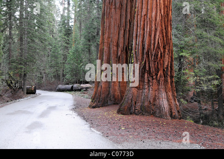 Sequoie di Mariposa Grove, Yosemite National Park, California, USA, America del Nord Foto Stock