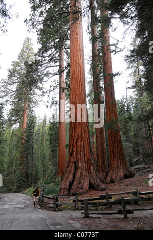 Sequoie di Mariposa Grove, Yosemite National Park, California, USA, America del Nord Foto Stock