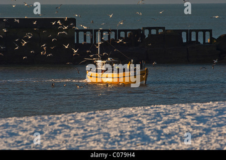 Un Gregge di gabbiani che seguono una barca da pesca di ritornare allo Stade beach Hastings East Sussex England Foto Stock