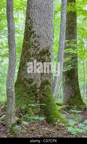 Monumentale alberi di acero e rovere in background in estate foresta Bialowieza Foto Stock