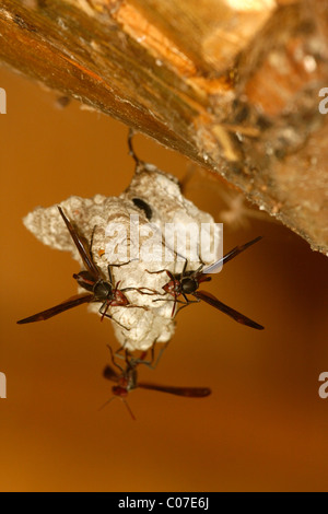 Vespe costruendo il loro nido Foto Stock