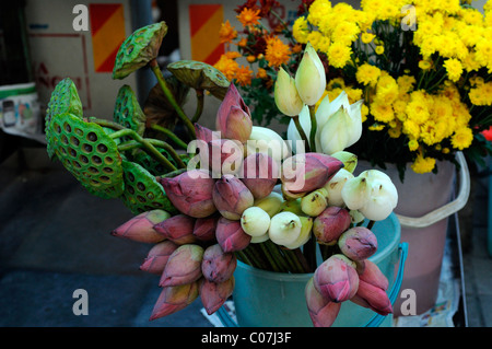 Freschi fiori di loto in vendita al di fuori dello Sri Mahamariamman tempio indù di jalan bandar kuala Lumpur simbolismo simbolo Foto Stock