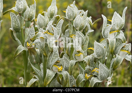 Porcellana o mosaico Orchidea (Chlorea magellanica) fiori Parco Nazionale Torres del Paine, Patagonia, Cile, Sud America Foto Stock