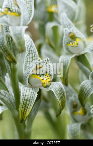 Porcellana o mosaico Orchidea (Chlorea magellanica) fiori Parco Nazionale Torres del Paine, Patagonia, Cile, Sud America Foto Stock