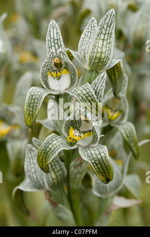 Porcellana o mosaico Orchidea (Chlorea magellanica) fiori Parco Nazionale Torres del Paine, Patagonia, Cile, Sud America Foto Stock