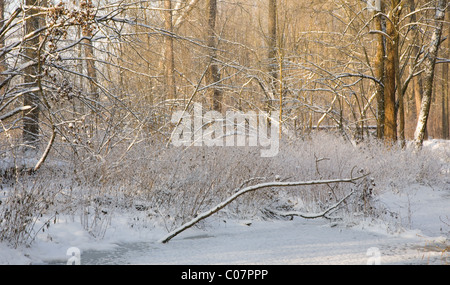 Paesaggio invernale di Lesna Frozen River a giornata soleggiata con dry reed neve avvolto in primo piano,podlasie Polonia Foto Stock