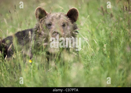 L'orso bruno (Ursus arctos), Weilburg zoo, Hesse, Germania, Europa Foto Stock