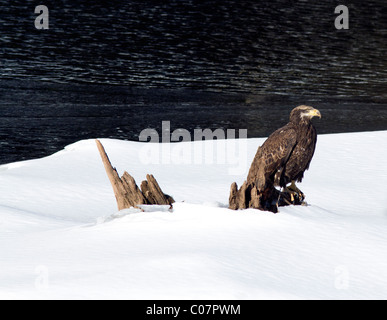 Immaturo American aquila calva Haliaeetus leucocephalus. Sulla neve accanto a un fiume. Foto Stock