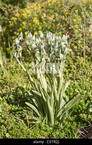 Porcellana o mosaico Orchidea (Chlorea magellanica) fiori Parco Nazionale Torres del Paine, Patagonia, Cile, Sud America Foto Stock