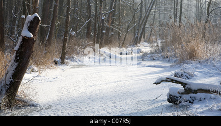 Paesaggio invernale di Lesna Frozen River a giornata soleggiata con dry reed neve avvolto in primo piano,podlasie Polonia Foto Stock