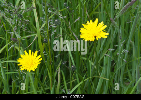 Hypochaeris sp. fiori Parco Nazionale Torres del Paine, Patagonia, Cile, Sud America Foto Stock