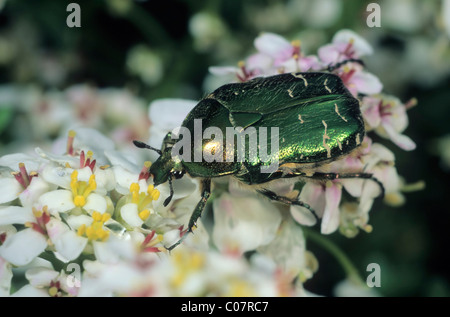 Oro Rose (Chafer Cetonia aurata) alimentazione sul polline Foto Stock