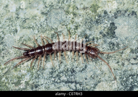 Marrone (Centipede Lithobius forficatus) Foto Stock