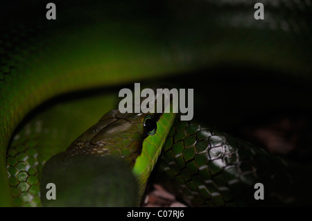 Gonyosoma oxycephalum (Red Tailed Racer) snake Non-Venomous - non pericoloso serpente verde con un colore grigio o coda rossastra Foto Stock