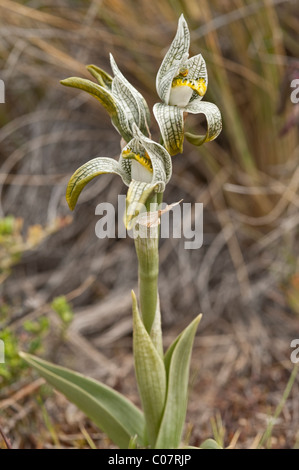 Porcellana o mosaico Orchidea (Chlorea magellanica) fiori Parco Nazionale Torres del Paine, Patagonia, Cile, Sud America Foto Stock