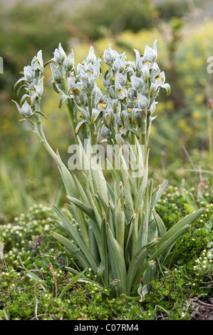 Porcellana o mosaico Orchidea (Chlorea magellanica) fiori Parco Nazionale Torres del Paine, Patagonia, Cile, Sud America Foto Stock