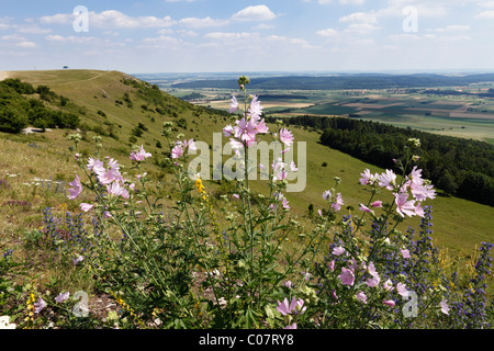 Maggiore muschio-malva, cut-lasciarono la malva (Malva alcea), Hesselberg montagna, Media Franconia, Franconia, Baviera, Germania, Europa Foto Stock