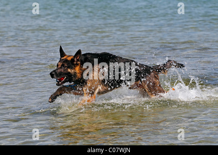 Pastore Tedesco cane (Canis lupus familiaris), il recupero di una sfera dall'acqua Foto Stock