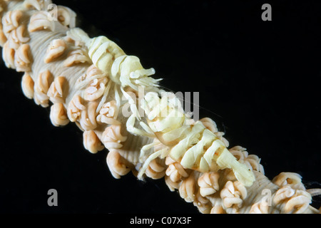 Coppia di corallo nero gamberi, Lembeh, Indonesia Foto Stock