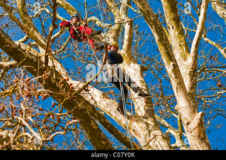 I chirurghi ad albero controllo altezza albero piano - Indre-et-Loire, Francia. Foto Stock